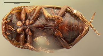 Media type: image;   Entomology 6017 Aspect: habitus ventral view